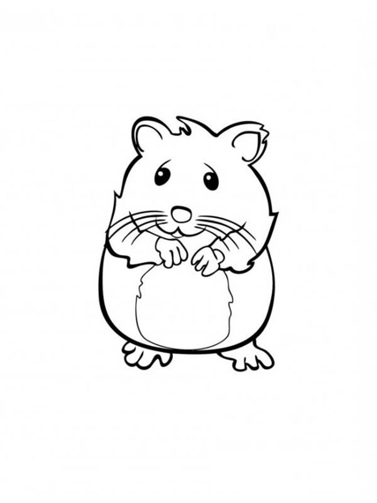 35 Cute Hamster Coloring Pages Printable 32