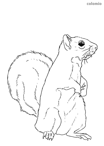 35 Cute Squirrels Coloring Pages Printable 17