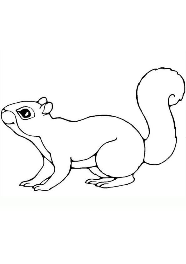 35 Cute Squirrels Coloring Pages Printable 6