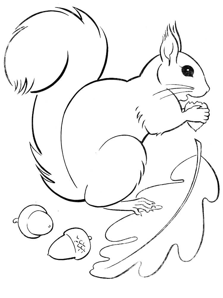 35 Cute Squirrels Coloring Pages Printable 8