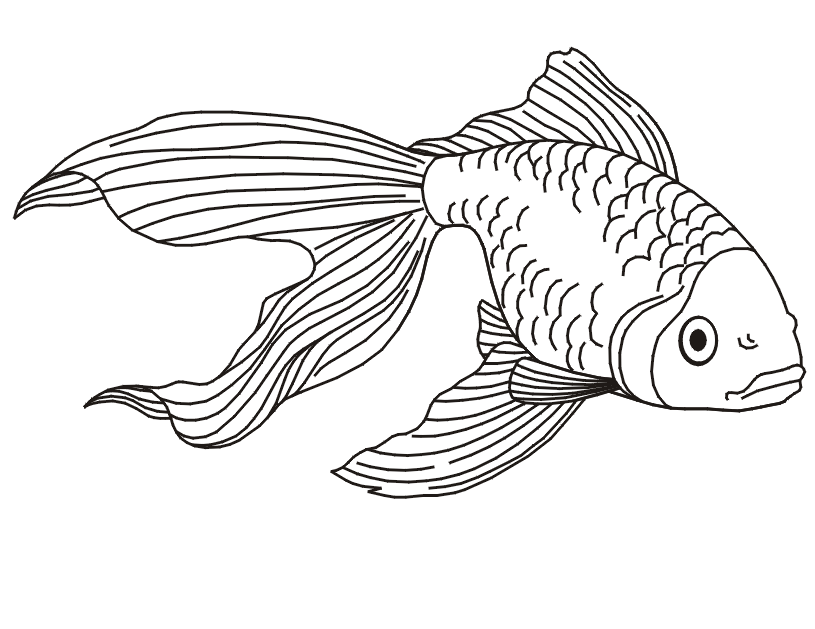 35 Goldfish Coloring Page Printable 28