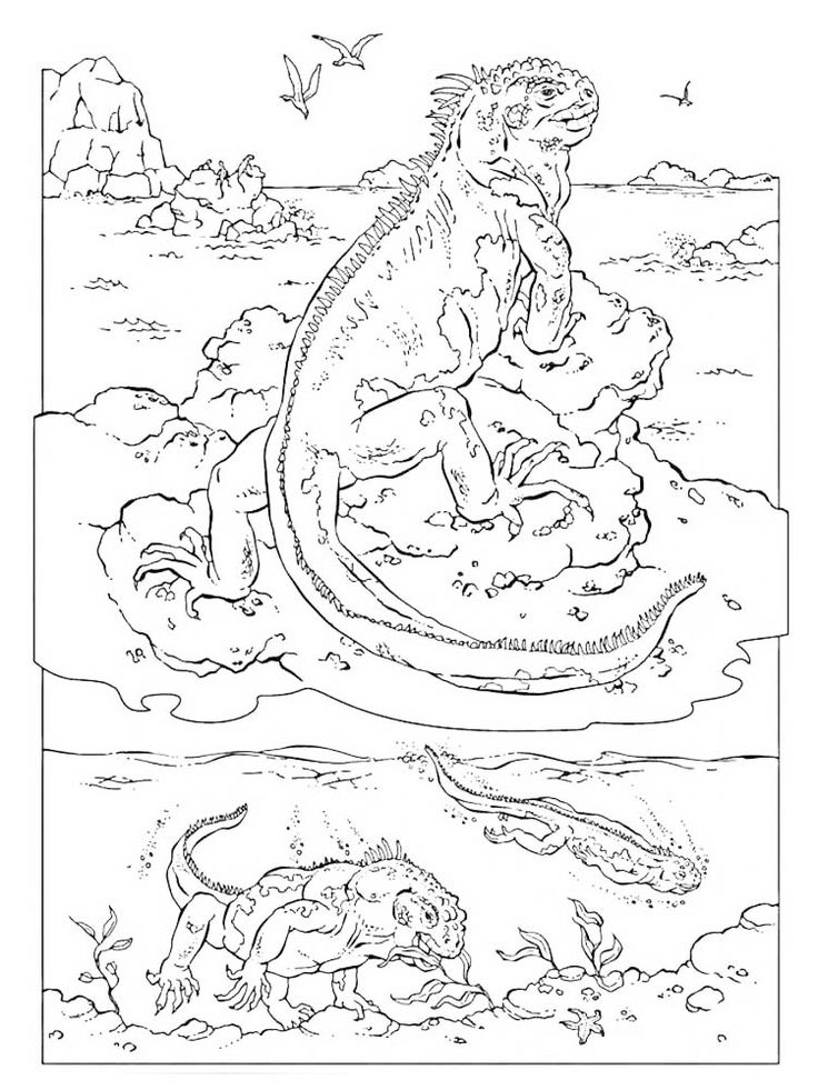 35 Vibrant Iguana Coloring Pages Printable 13