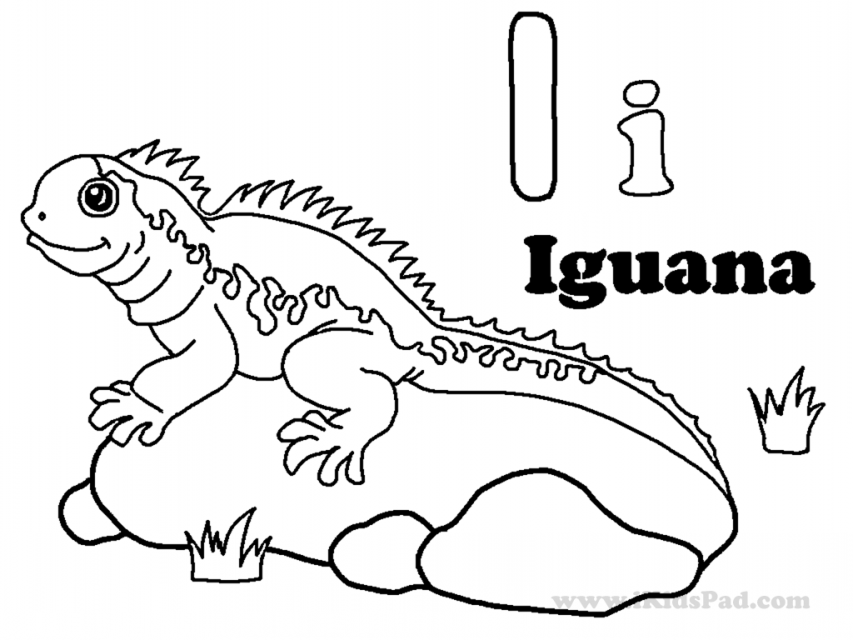 35 Vibrant Iguana Coloring Pages Printable 16