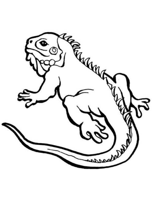 35 Vibrant Iguana Coloring Pages Printable 22