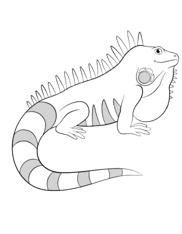 35 Vibrant Iguana Coloring Pages Printable 5