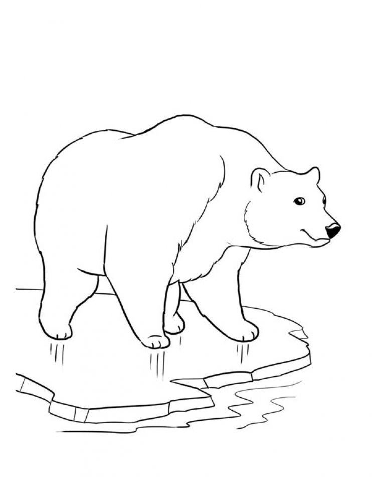 36 Polar Bear Coloring Pages PDF Printable 12