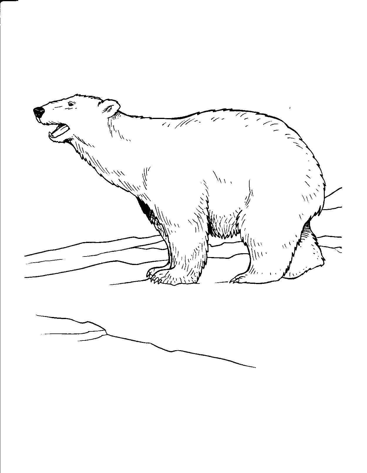 36 Polar Bear Coloring Pages PDF Printable 25