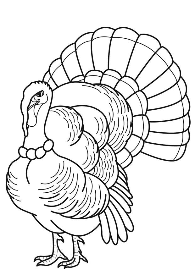 37 Fun Turkey Coloring Pages Printable 13