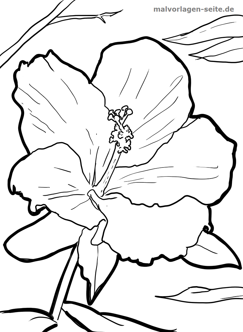 38 Hibiscus Coloring Pages for Kids Printable 14