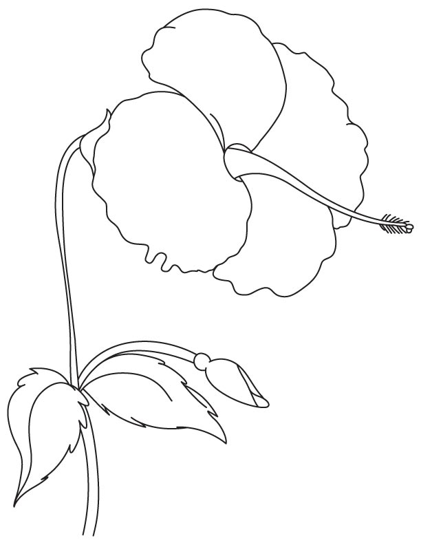 38 Hibiscus Coloring Pages for Kids Printable 15