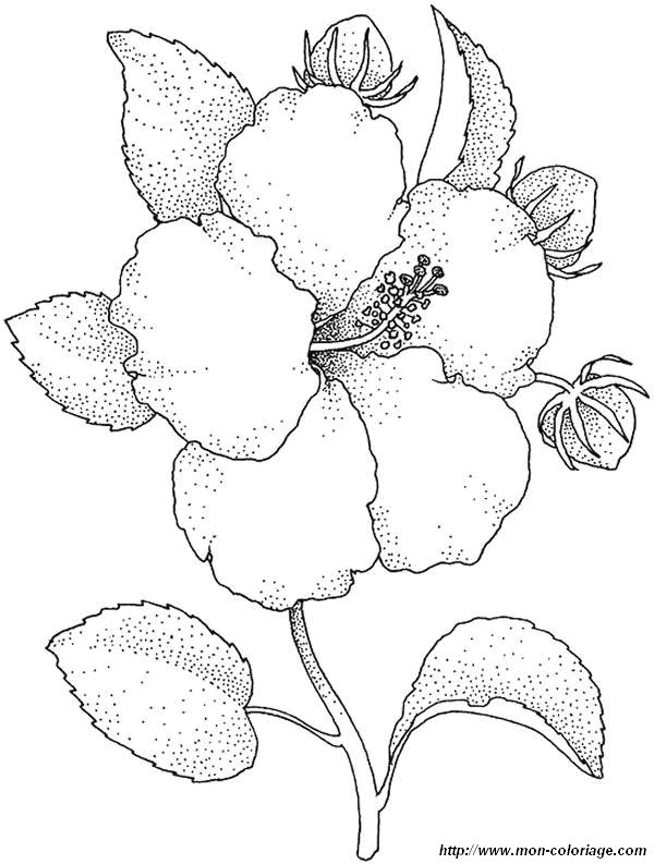 38 Hibiscus Coloring Pages for Kids Printable 18