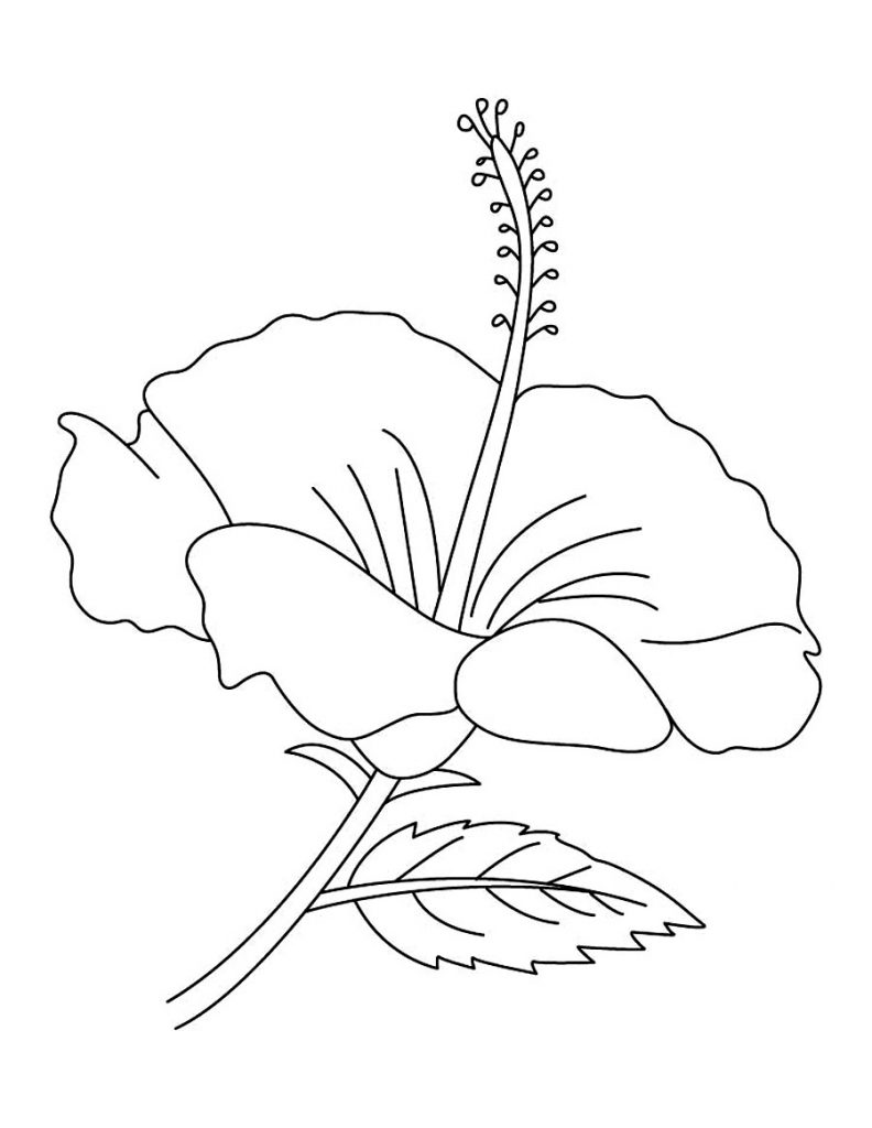 38 Hibiscus Coloring Pages for Kids Printable 2