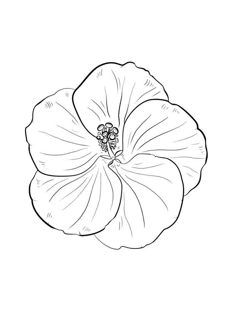 38 Hibiscus Coloring Pages for Kids Printable 30