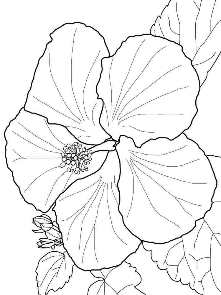 38 Hibiscus Coloring Pages for Kids Printable 31