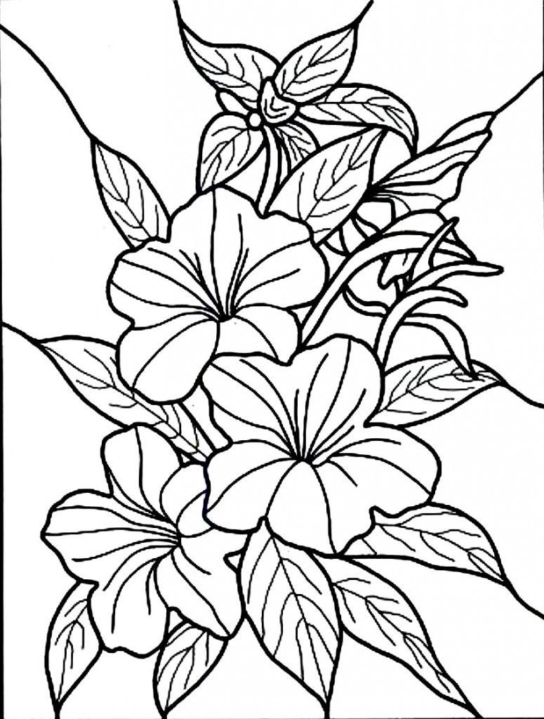 38 Hibiscus Coloring Pages for Kids Printable 33