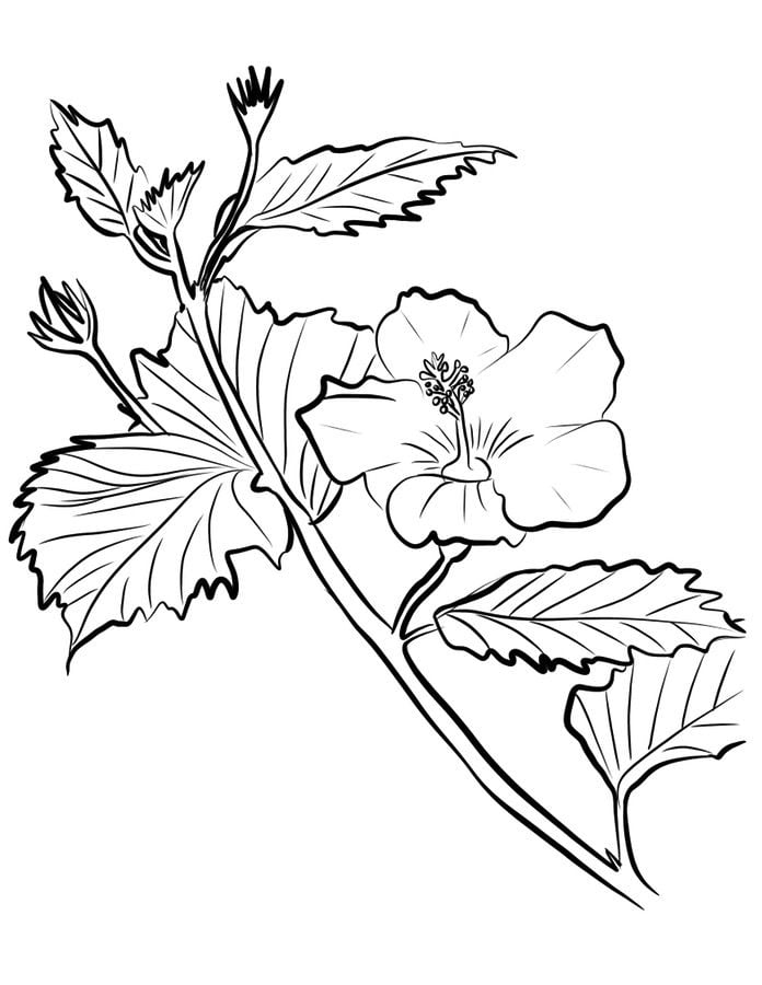 38 Hibiscus Coloring Pages for Kids Printable 4