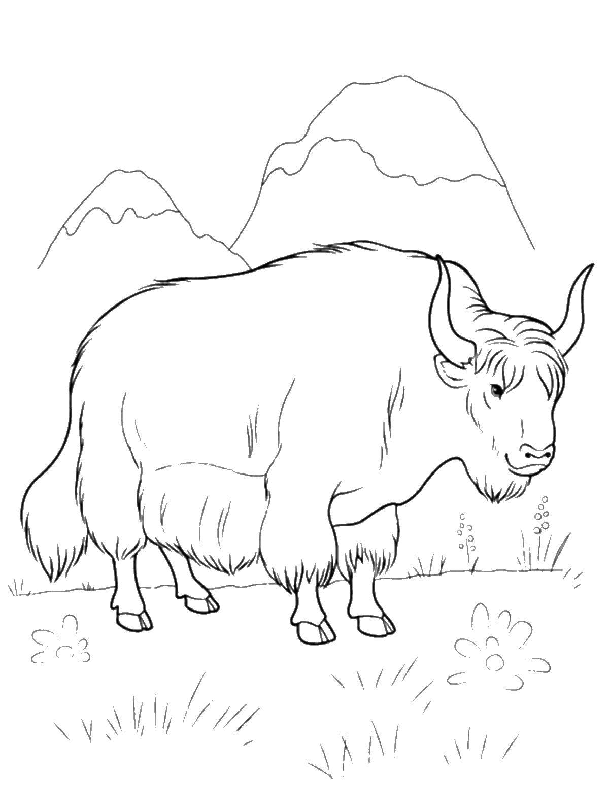 93 Yak Coloring Pages Printable 25