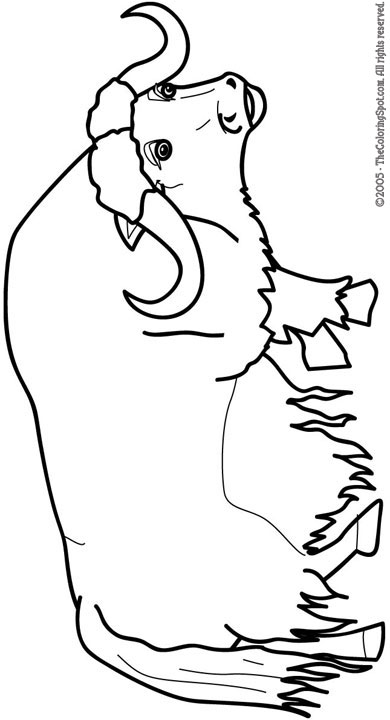 93 Yak Coloring Pages Printable 29