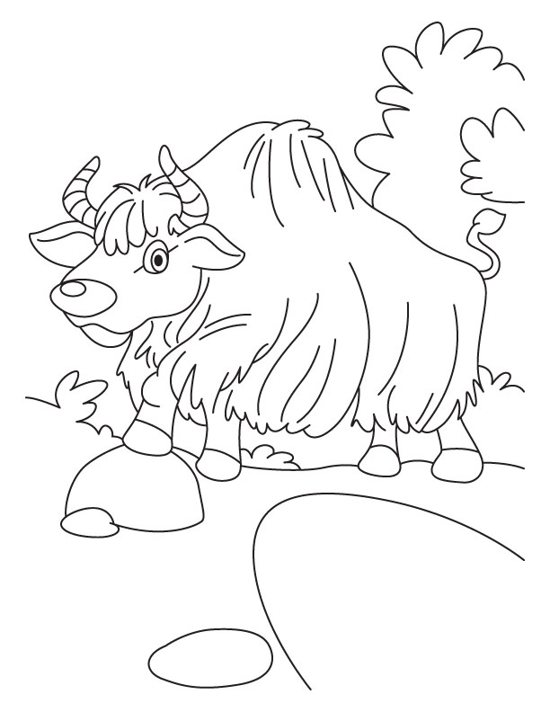 93 Yak Coloring Pages Printable 8