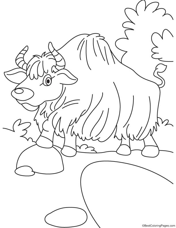 93 Yak Coloring Pages Printable 94