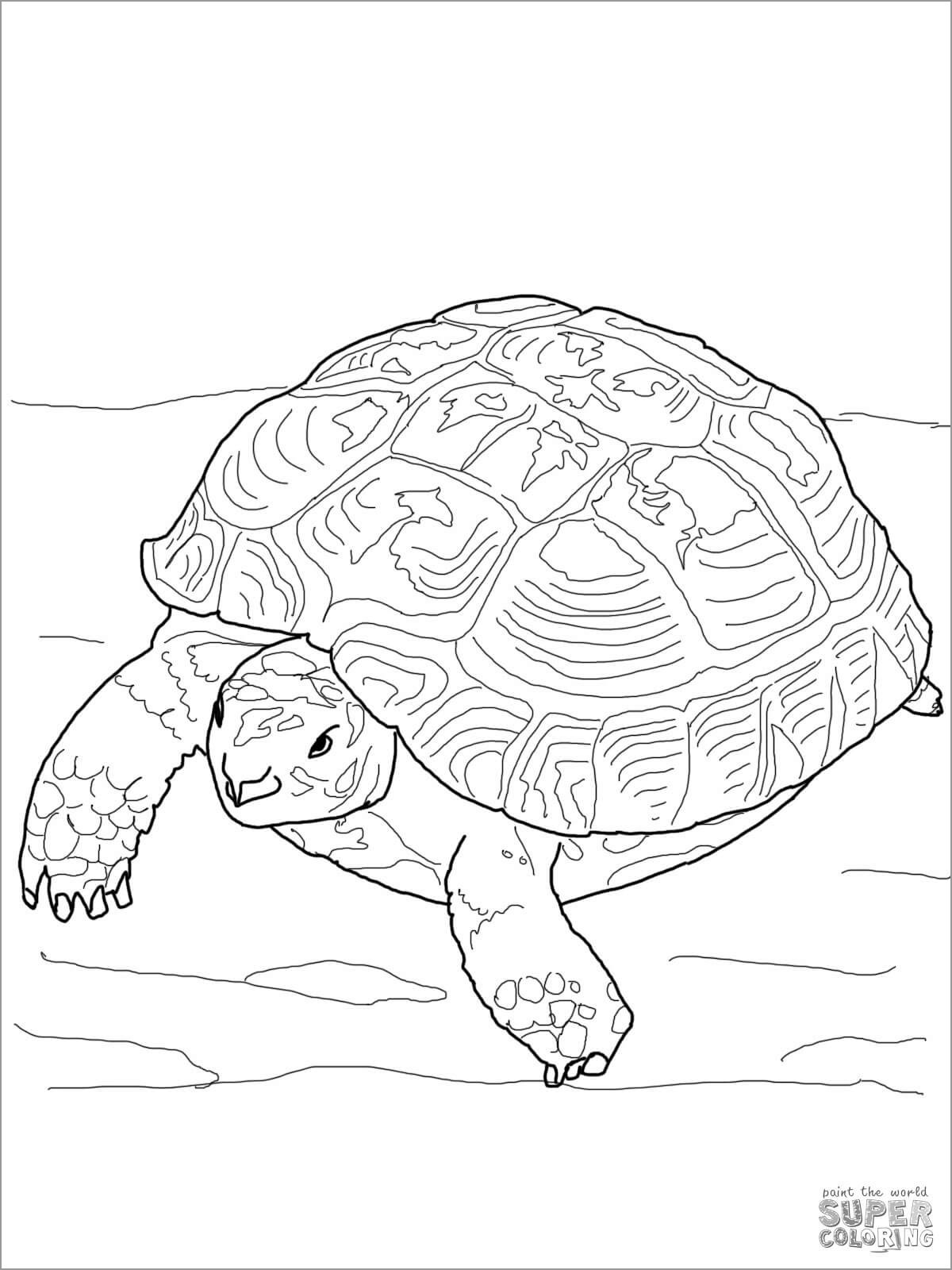 endearing tortoise coloring pages printable jpg