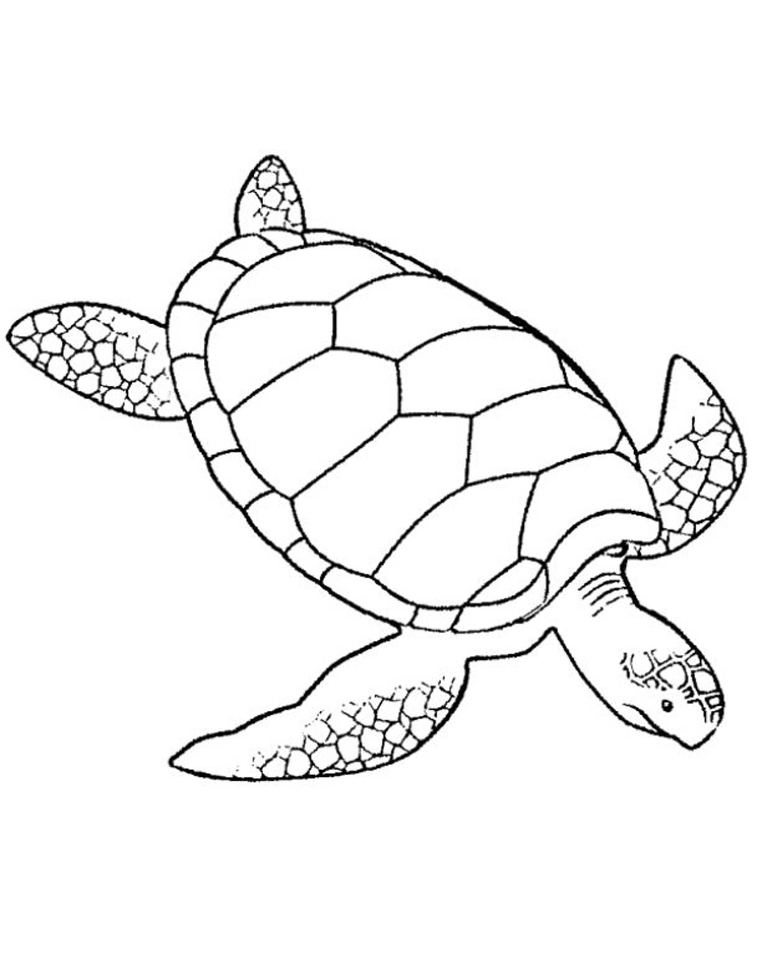 cool turtle coloring pages printable jpg