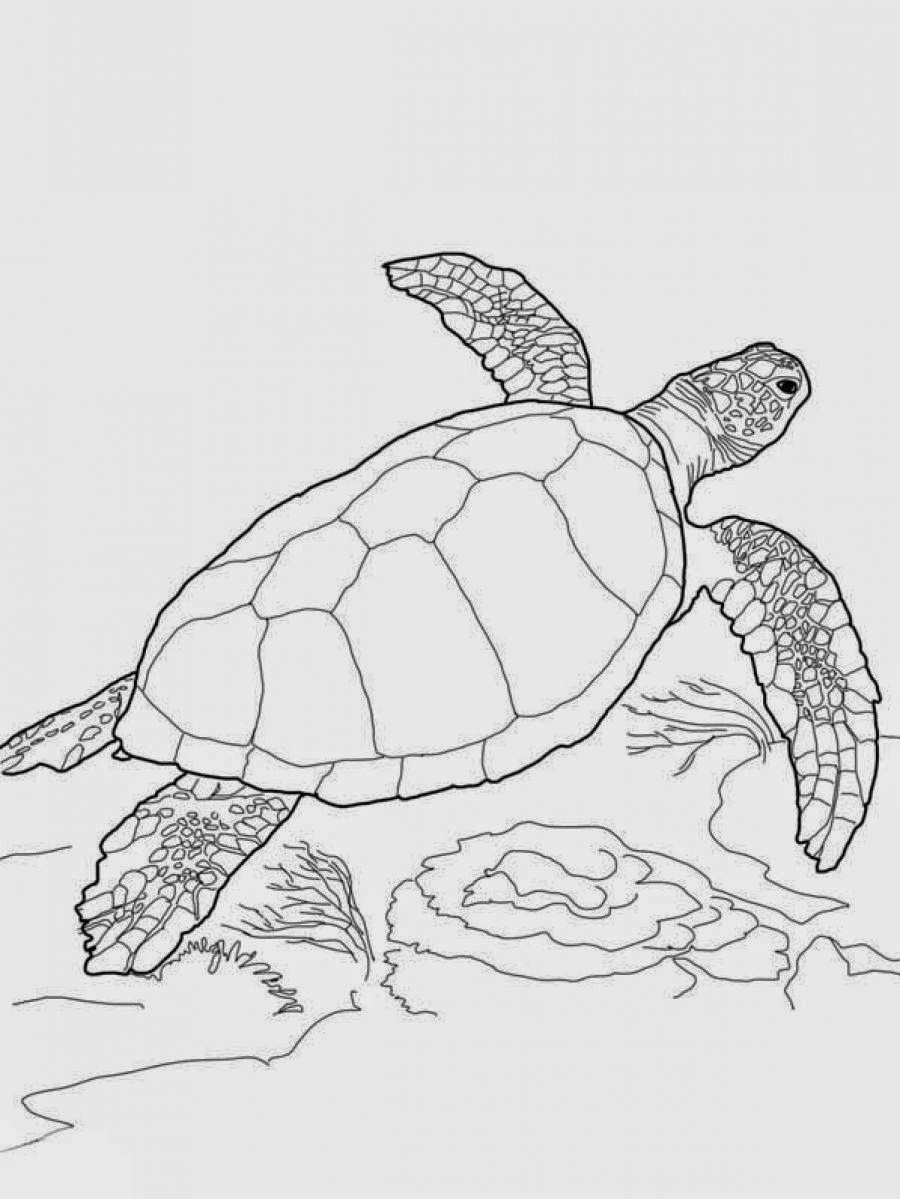 cool turtle coloring pages printable jpg