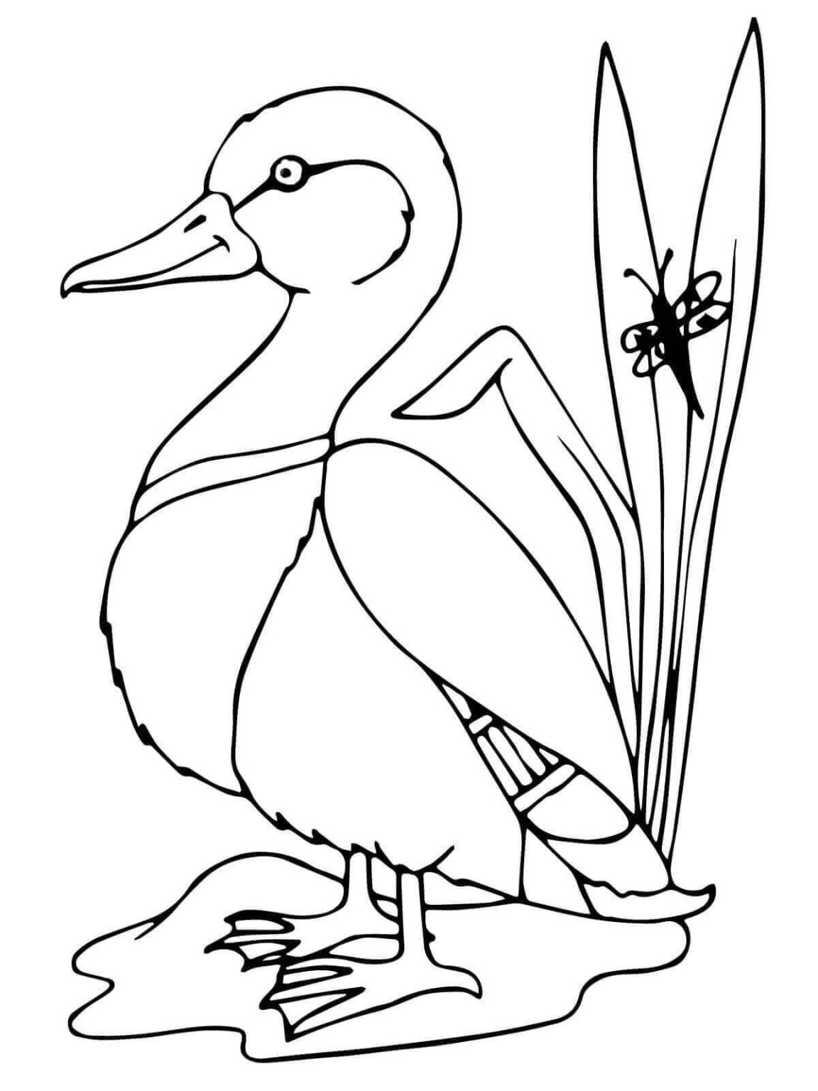 cute duck coloring pages printable jpg