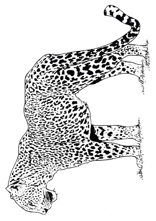 cheetah coloring pages printable jpg