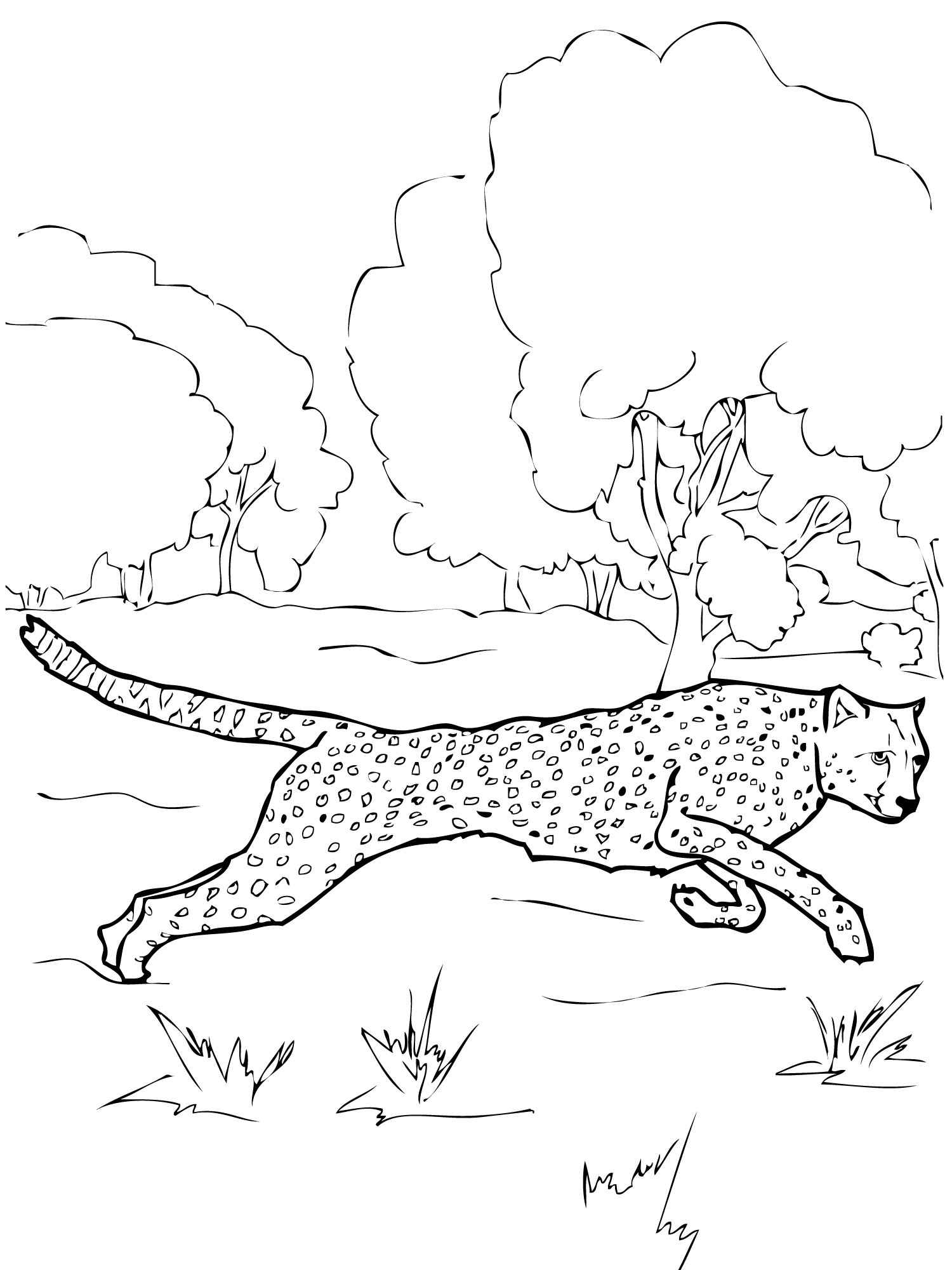 cheetah coloring pages printable jpg