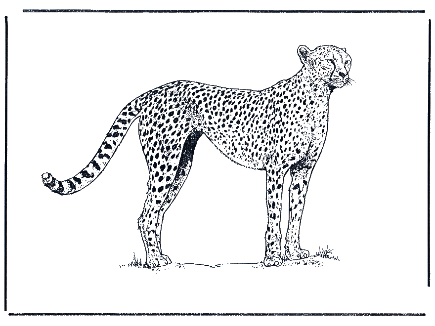 cheetah coloring pages printable jpg