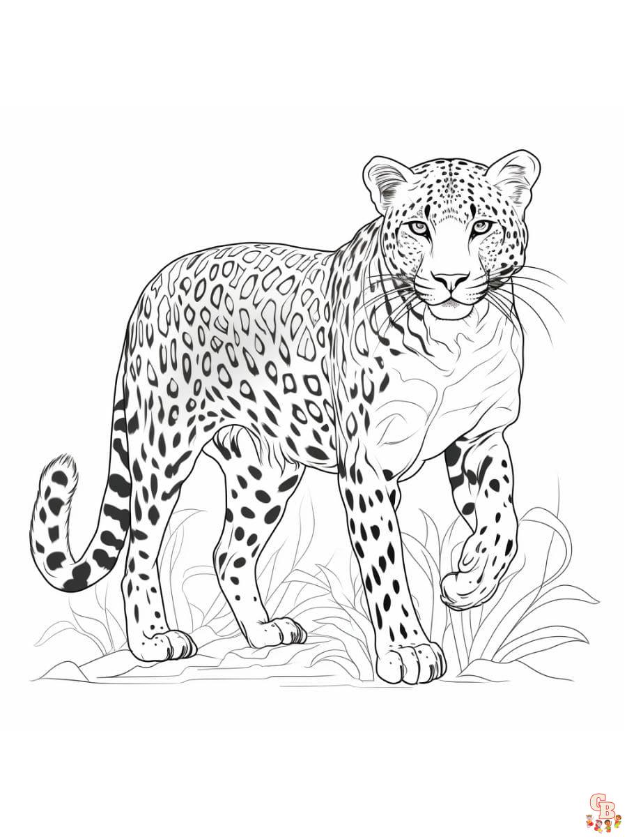 cheetah coloring pages printable jpg