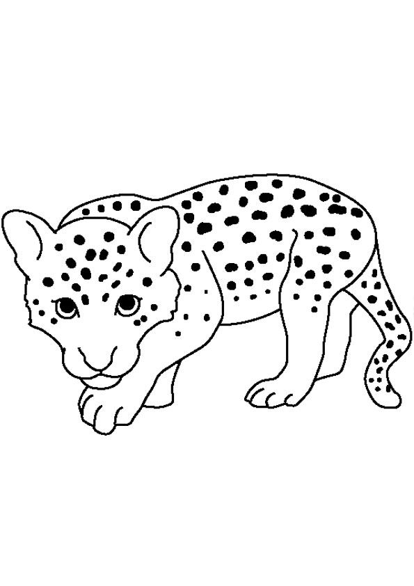 cheetah coloring pages printable jpg