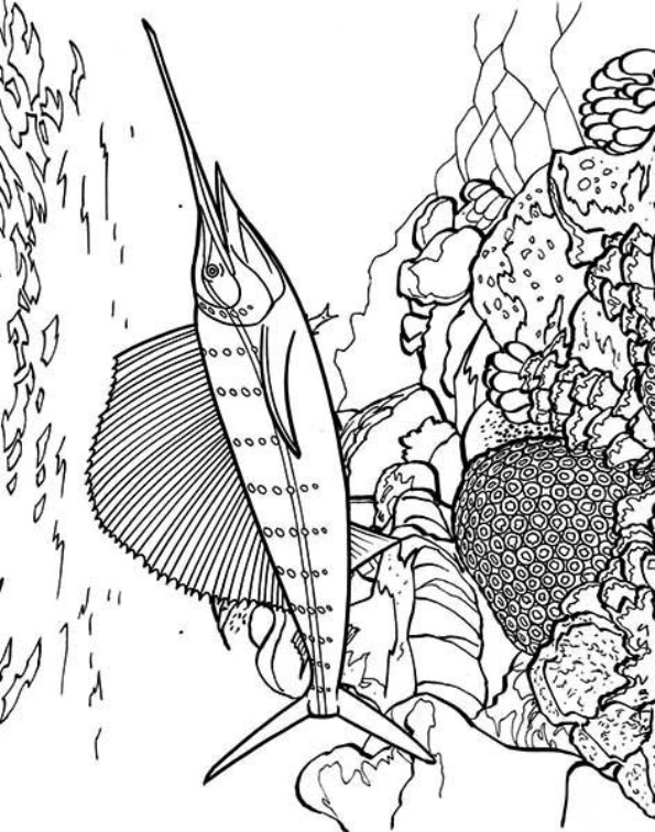 graceful swordfish coloring pages printable jpg