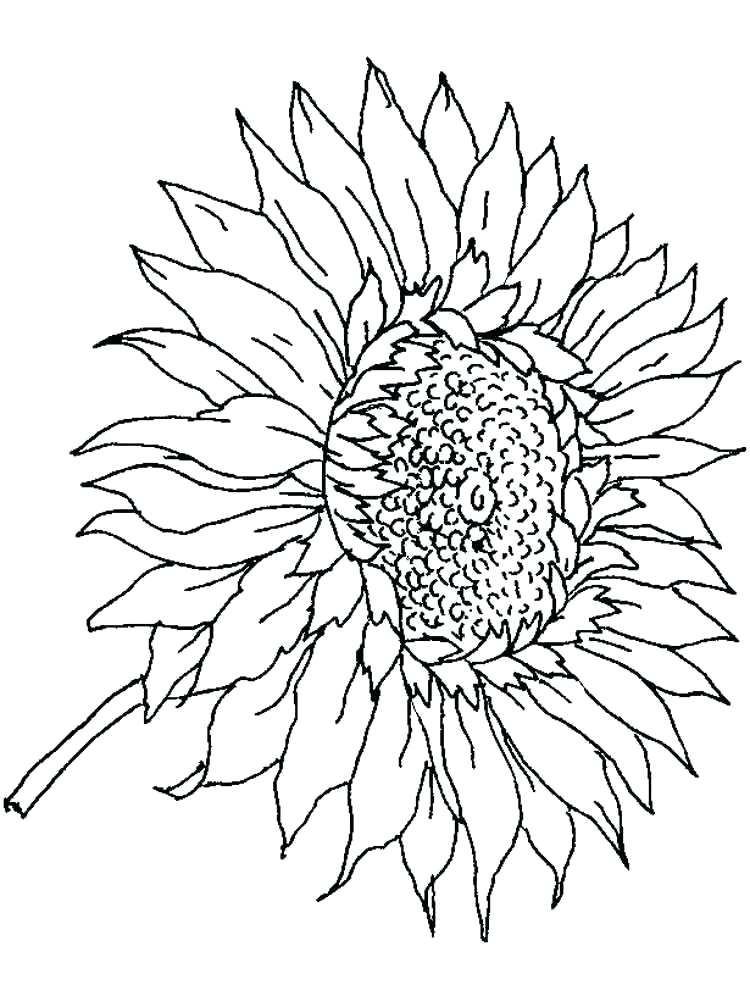 sunny sunflower coloring pages printable jpg