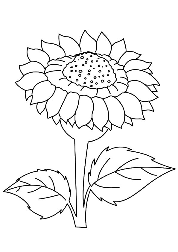 sunny sunflower coloring pages printable jpg