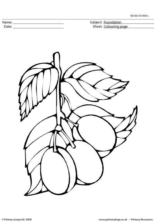 sweet plum coloring pages printable jpg