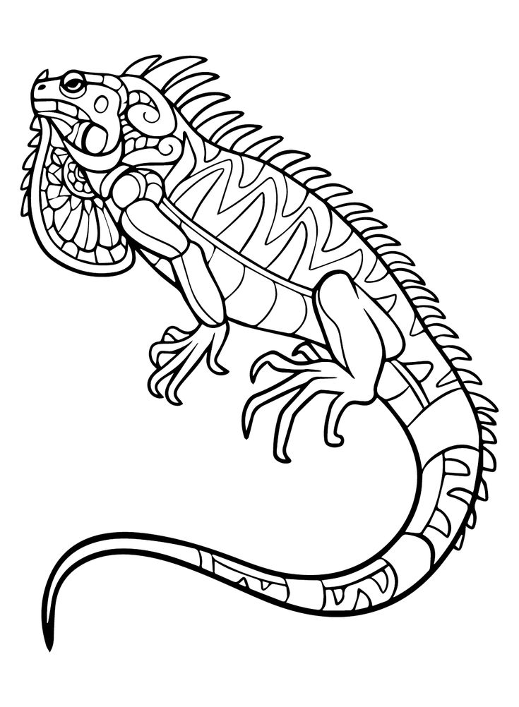 vibrant iguana coloring pages printable jpg