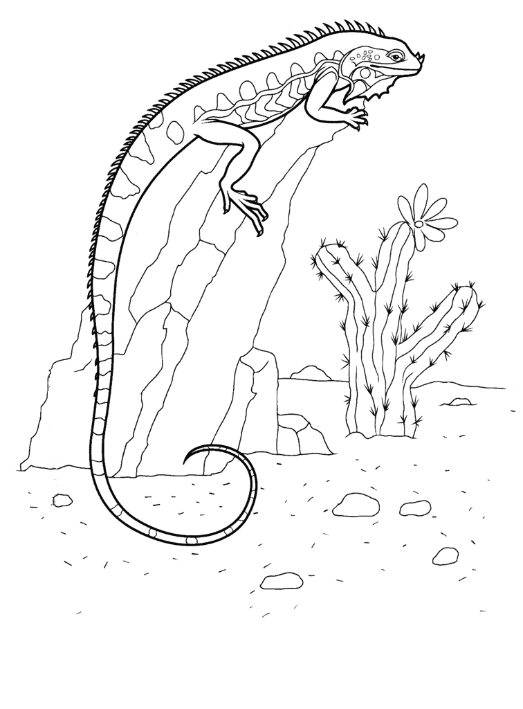 vibrant iguana coloring pages printable jpg