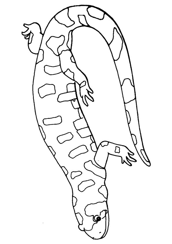 vibrant iguana coloring pages printable jpg