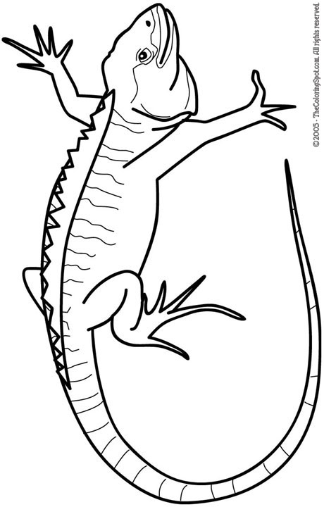 vibrant iguana coloring pages printable jpg