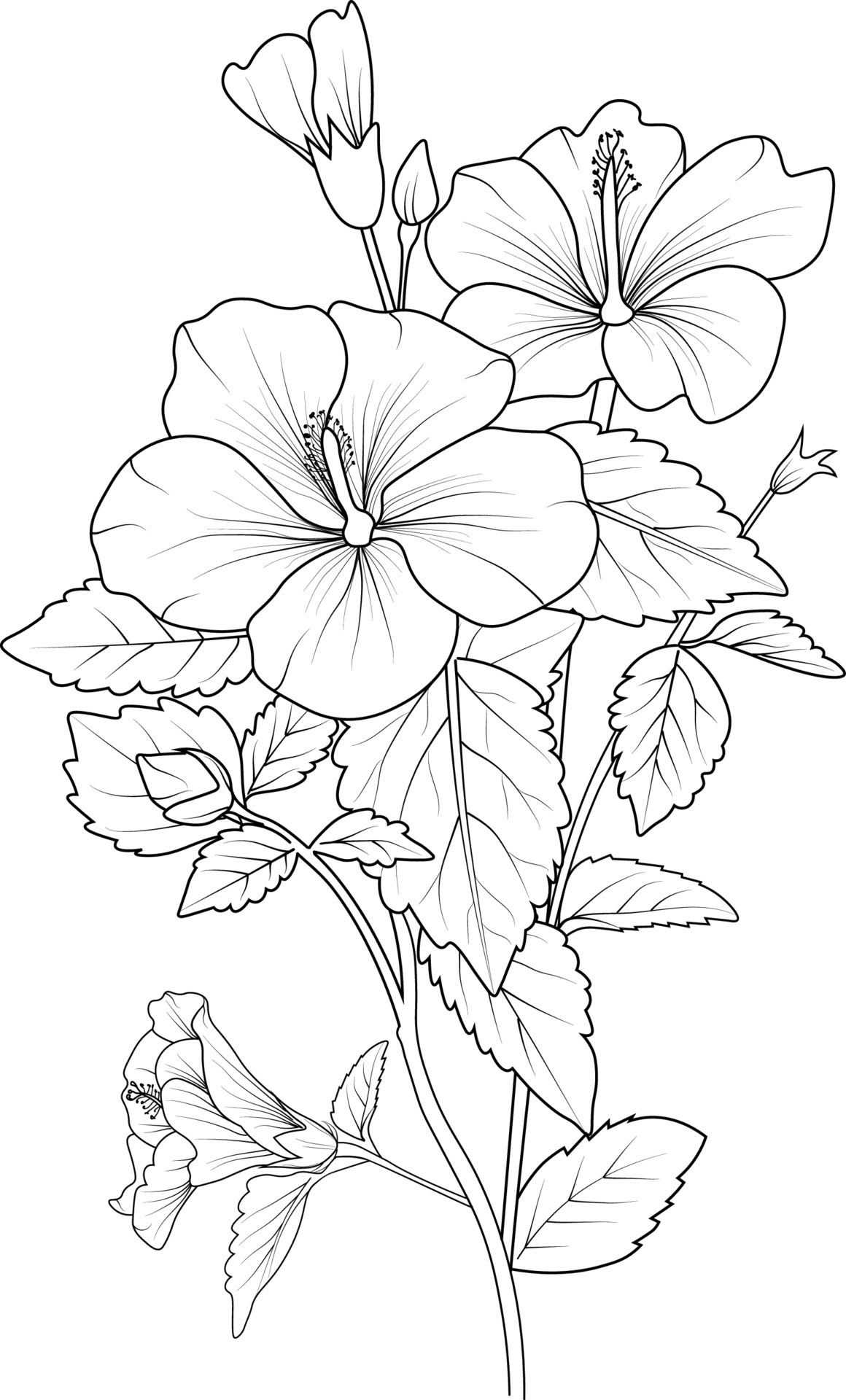 hibiscus coloring pages for kids printable jpg