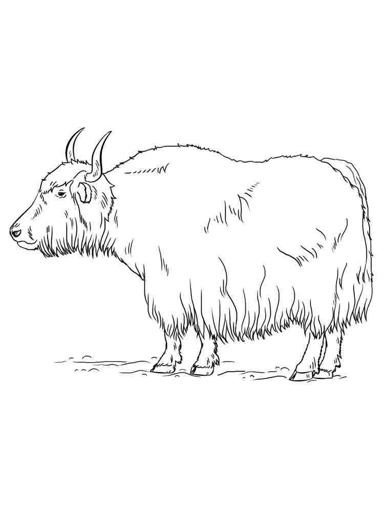 yak coloring pages printable jpg