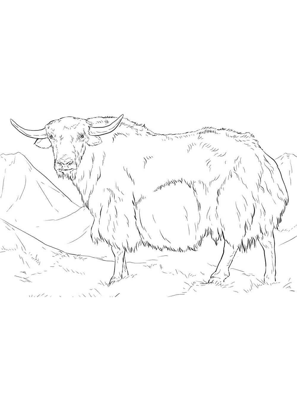 yak coloring pages printable jpg