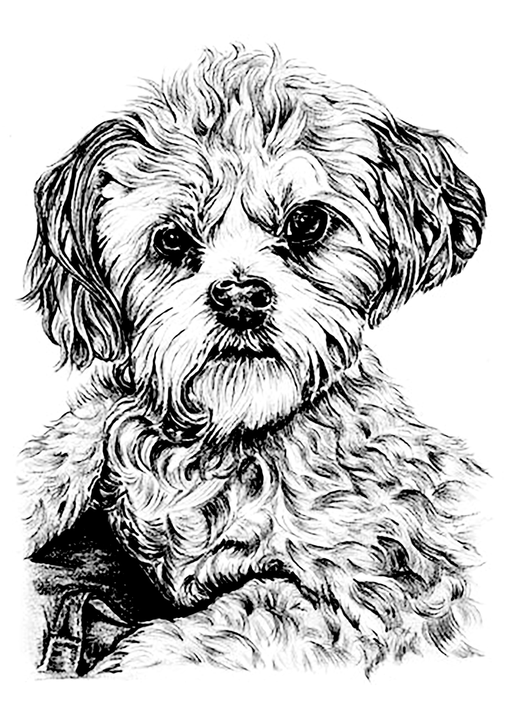 animal dog coloring pages printable jpg