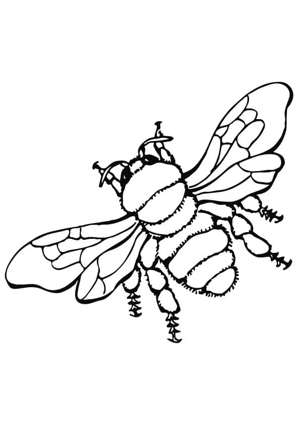 flower and bee coloring pages printable nature jpg