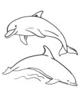 31+ Easy Dolphin Coloring Pages for Kids Free Printable